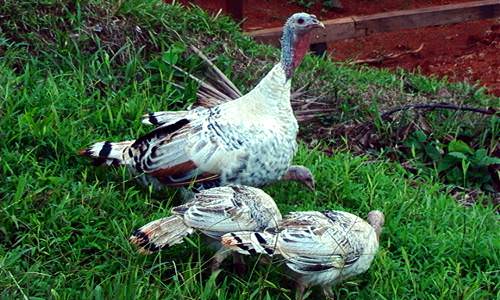 Aves de fazenda